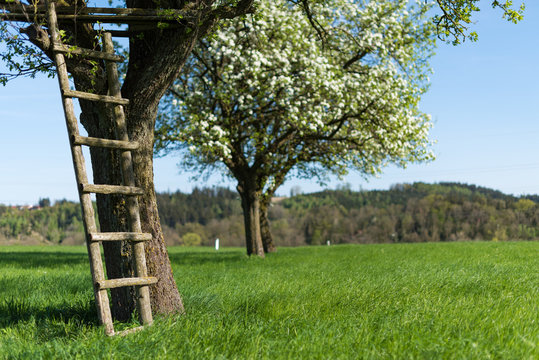 Bl&uuml;hender Baum auf Wiese mit Holzleiter