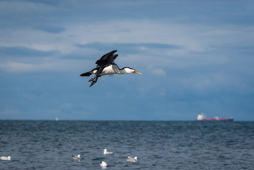 Cormorant coming into land with seagulls and container ship in the ocean in the background