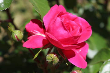 pink rose on green background