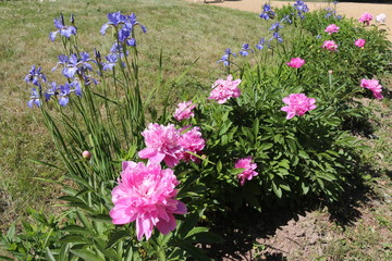 pink peonies and purple irises on a flower bed in the Park