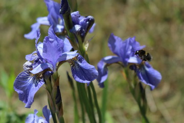 purple iris Sunny day