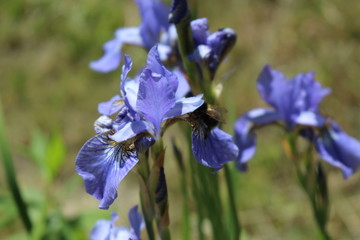 purple iris Sunny day