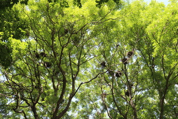 bird nests of rooks in the spring the green of the high trees