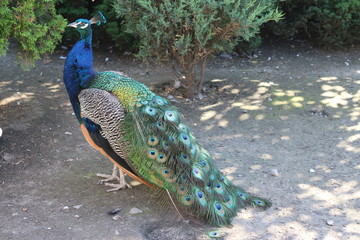 beautiful peacock with colorful tail in the Park