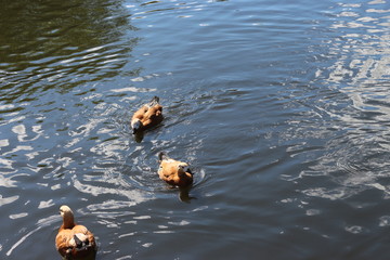brown Ogar ducks swimming in a pond in the Park - obrazy, fototapety, plakaty