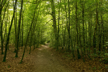 Forest on the Camino de Santiago by Roncesvalles.