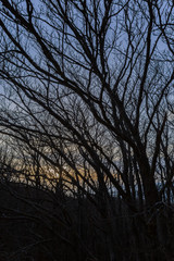 Skeletal trees silhouettes in winter, against a blue sky at dusk