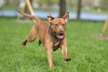 a brown pit bull plays