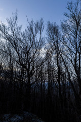 Fototapeta na wymiar Skeletal trees silhouettes in winter, against a blue sky at dusk