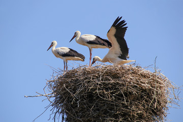 Weißstorch, Ciconiidae, Familie, Spreewald