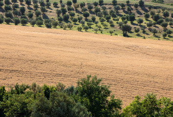 Fototapeta na wymiar view of olive groves and fields on rolling hills of Abruzzo