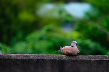 Dove bird on nature boke background