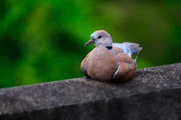 Dove bird on nature boke background