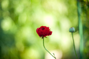 small pink flowers Ranunculus Buttercup on a beautiful artistic background on a Sunny day. Wallpaper