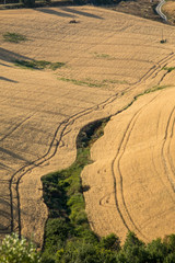 Fields of growing grain on rolling hills of Abruzzo. Italy