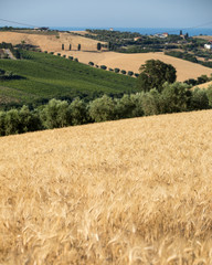 Fototapeta na wymiar Panoramic view of olive groves and fields on rolling hills of Abruzzo