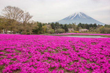 Fototapeta premium Various colored moss phlox or colorful shiba-sakura fields in shibazakura festival, Fujikawaguchiko, Minamitsuru, Yamanashi, Japan