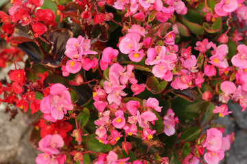 Blossoms of begonia semperflorens. 