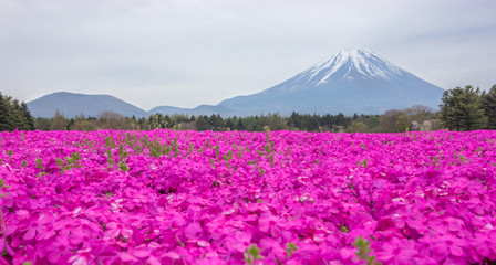 the view of beautiful pink moss phlox or shiba-sakura fields in shibazakura festival in front of Mt Fuji, Fujikawaguchiko, Minamitsuru, Yamanashi, Japan
