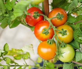 Fototapeta premium Ripening tomatoes on branch surrounded by leaves. 
