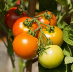 Ripening tomatoes on branch. 