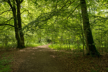 Forest on the Camino de Santiago by Roncesvalles.