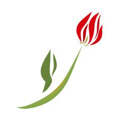 Delicate red tulip, beautiful plants, a gift from your beloved