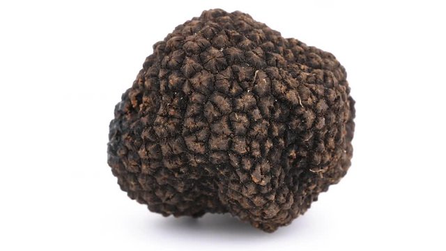 Delicious black truffle on white background, macro shot, filmed in 4K (loopable)