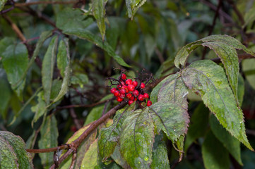 Ripe berries of Sambucus racemosa growing as ornamental and medicinal plant in summer garden