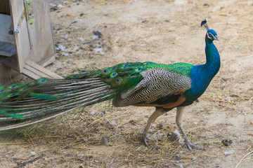 peacock walking on farm