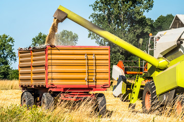 Combine harvester reaping wheat
