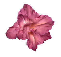one gladiolus flower pale pink in color (chocolate) isolated on white background