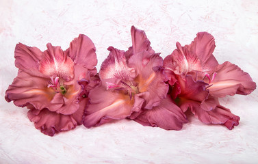 three gladiolus flowers pale pink (chocolate) on a hand drawn white background
