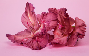 several gladiolus flowers pale pink (chocolate) on a pink background