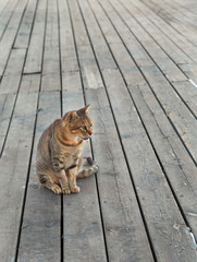  cat on the background of wooden boards