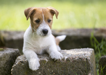 Pet training concept - cute happy Jack Russell Terrier puppy dog looking to his owner