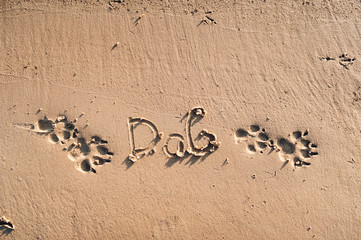 Footprints of dog paws on the sand. Inscription Dog. Walking with a dog on the beach. Four paws.