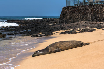 Obraz premium Hawaiian Monk Seal resting on the sand at Poipu Beach, Kauai, Hawaii 