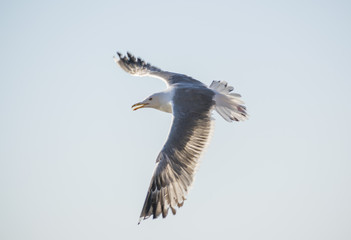 seagull in flight