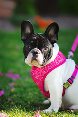 Fototapeta premium Young French Bulldog in pink harness