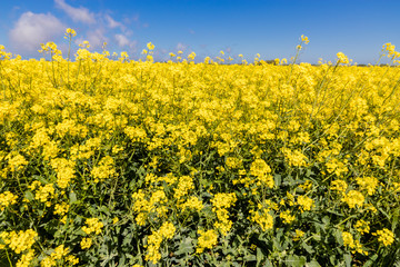 Colza plantation field for renewable fuel production