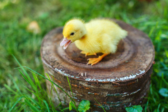 Small duck on a stump in a meadow with green juicy grass