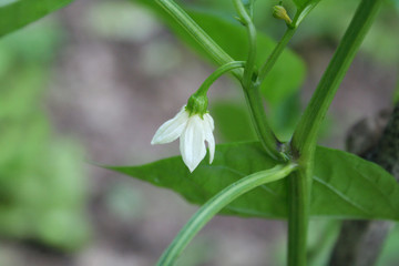 White flower of Pepper plant in the vegetable garden. Close up of blooming  capsicum annuum