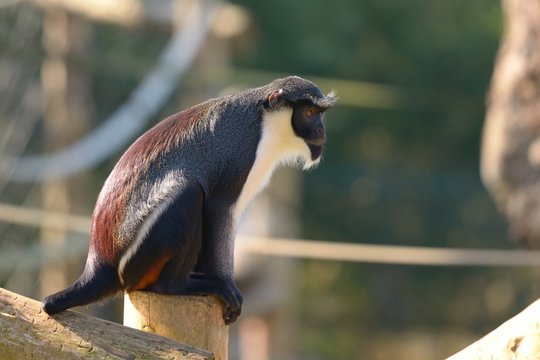 Portrait of a Diana monkey (ceropithacus diana) sitting on a post in a zoo enclosure