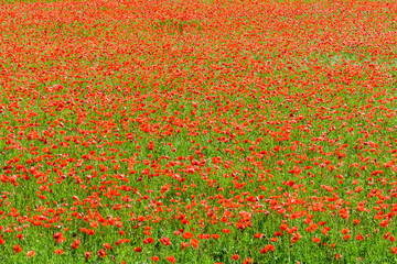 A field of poppies in full bloom under a bright sunshine.