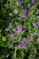 Beautiful purple alfalfa flower in the field. Medicago sativa cultivation in bloom in summer