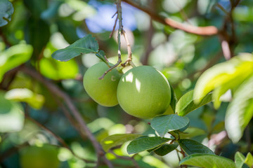 Grapefruit in thailand