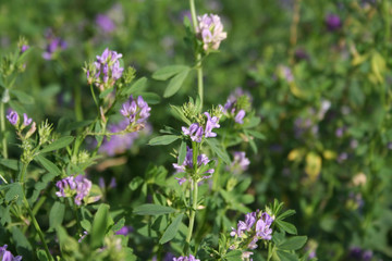 Beautiful purple alfalfa flower in the field. Medicago sativa cultivation in bloom in summer
