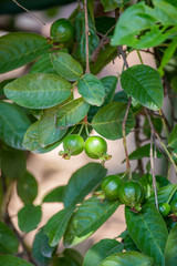 guava on the tree