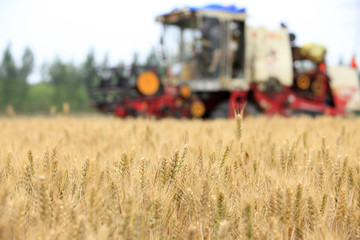 combine harvester working